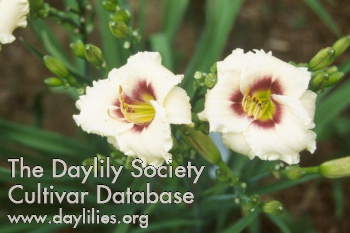 Daylily Snowy Eyes